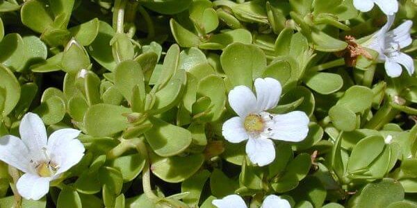 1200px-Starr_010818-0007_Bacopa_monnieri-600×600